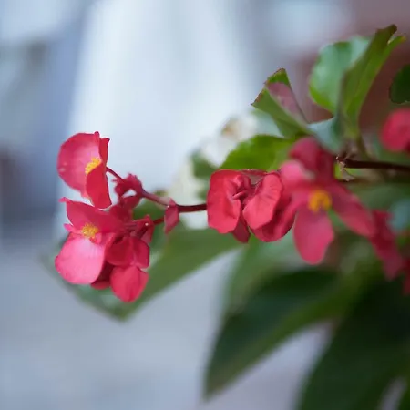 Holiday home Virag Vendeghaz Mako